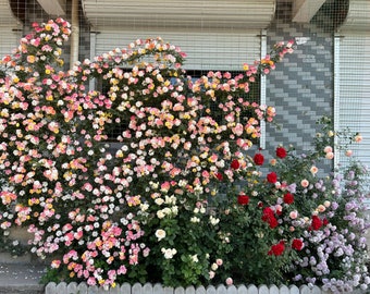 Climbing Rose【Rosomane Janon】-3 Gal+ Own Root｜France Rainbow Rosa| 罗曼尼 詹森| Excellent Resistance| Heat Resistant| Rich in color| Romantic