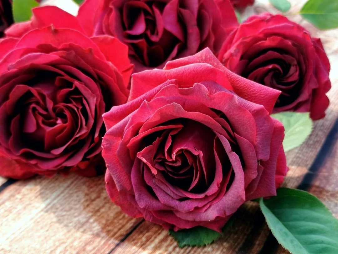 Rose【belles Rives| Stiletto】- 1.5gal Ownroot Liveplant| Love Rosa ...