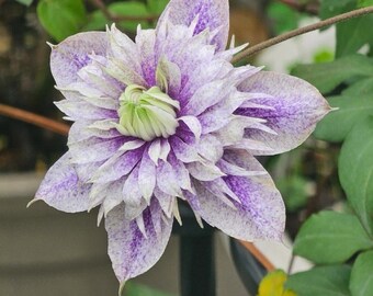 レア!! 遊佐未森/clematis Rare Clematis【East River】-LivePlant｜东方河流Large Star