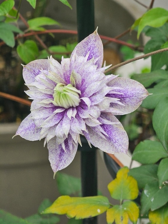 Clematis【 Minamonoyousei | みなもようせい| 水面の妖精】- 12P Live