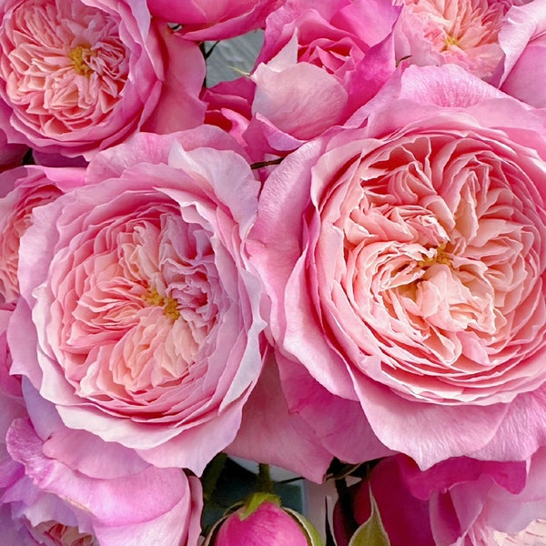 Wedding Rose -【Pink & Yellow】Cutting Rose| コンスタンス |  1.5 Gal+ OwnRoot｜Trend| Strong Fragrance| Strong Growth| Strong Disease Resistance|