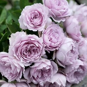 Rare Rose【Sky Hazy| 空濛】 - OwnRoot | Heat-resistant | Damascus&musk fragrances |Strong Disease Resistance| Exquisite Rose |空蒙 | Less thorns