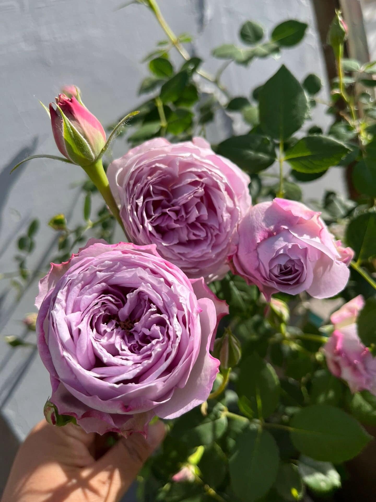 Rose【lapis Lazuli| ラピスラズリ】1.5gal Ownroot｜bloom Repeatedly