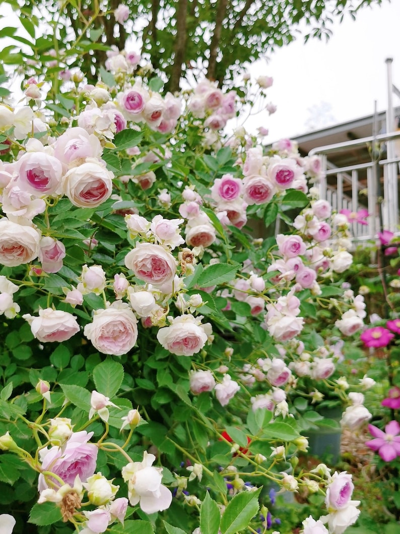 Puede incluir: Un arbusto de rosas rosadas en plena floraci&oacute;n con hojas verdes. Las rosas est&aacute;n en diferentes etapas de floraci&oacute;n, algunas est&aacute;n completamente abiertas y otras todav&iacute;a en capullo.