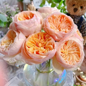 Juliet Rose: Handmade Crepe Paper Flower 