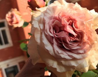 Rose【ailes｜エール】-liveplant｜第九天使｜winged Angel of Light