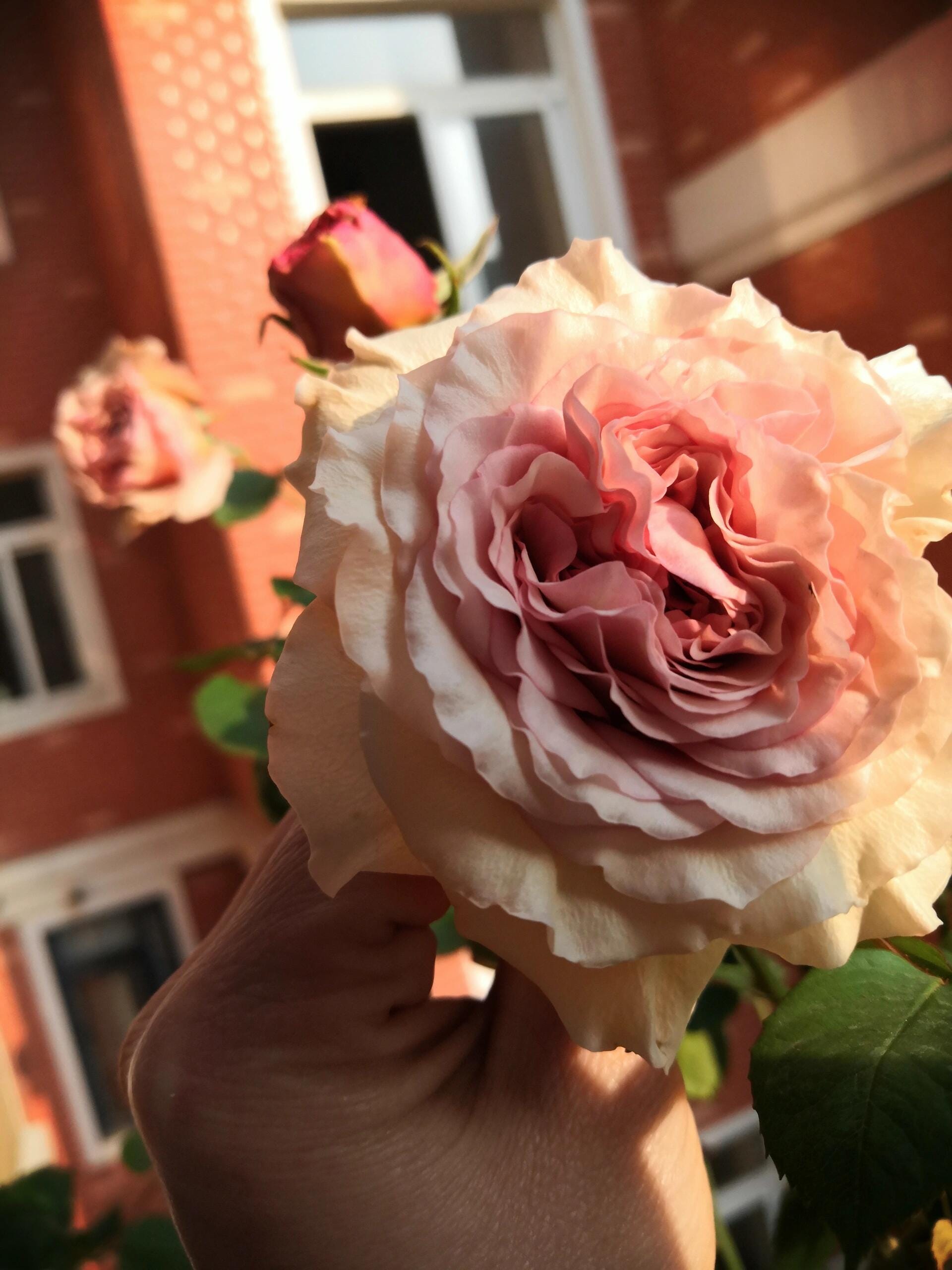 Rose【ailes｜エール】-liveplant｜第九天使｜winged Angel of Light