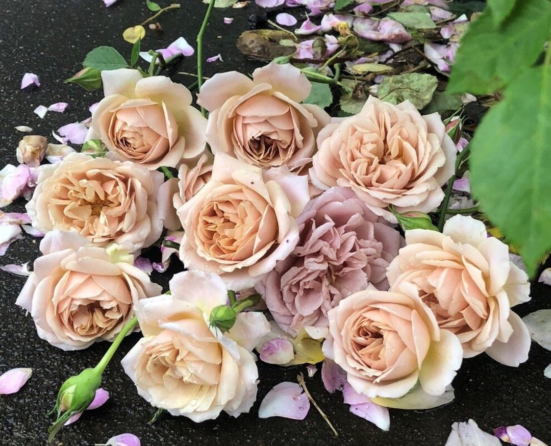 Rose rose【美品】Gのみ出品！バイオリン弦オリーブ ヴァイオリン弦】OLIV / オリーブ G線 | 文京楽器オンラインストア