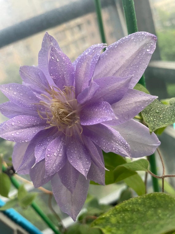 Clematis【marury| マズリ】- 9P Liveplant｜polish Rare