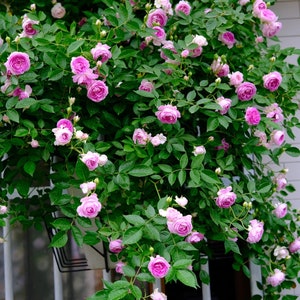 Puede incluir: Un rosal rosa con muchas flores en flor, creciendo en una pared de ladrillo blanco.
