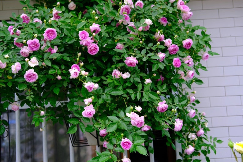 Puede incluir: Un rosal rosa con muchas flores en flor, creciendo en una pared de ladrillo blanco.