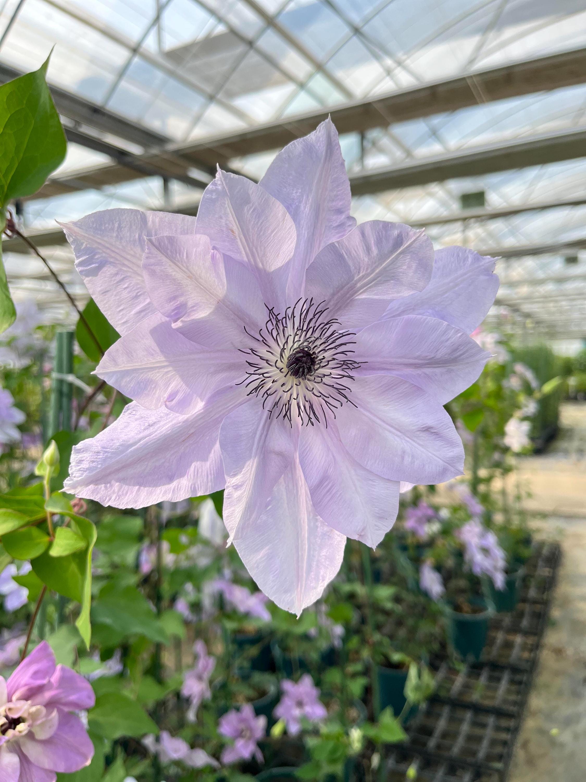 Clematis【reflections】- Liveplant｜倒影| Double-flowered| Cold