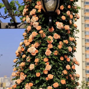 May include: A street lamp with a black metal frame and a clear glass globe is covered in a thick layer of peach-colored roses. The roses are in full bloom and create a beautiful display of color.