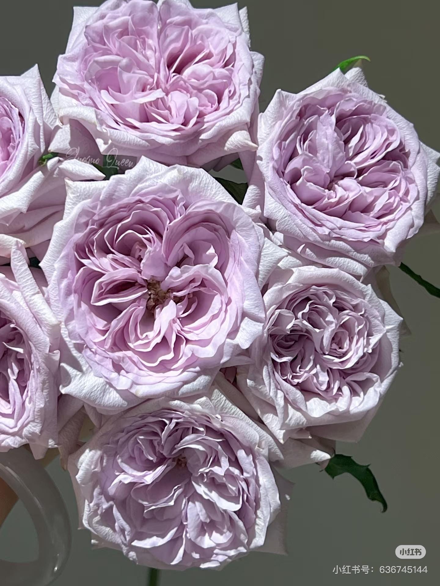 Rose【purple O'hara】- 1.5 Gal Own Root Live Plant｜purple Lychee