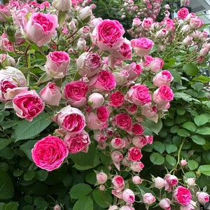 Climbing Rose【Rouge|ルージュ】胭脂扣| 1.5Gal / Award-winning |Flowering Machine| Strong adaptability| Strong Disease Resistance| Heat Resistan