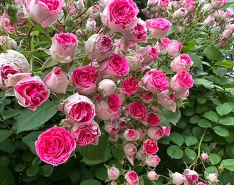 2ft Climbing Rose{Rouge|ルージュ} 胭脂扣|Award-winning |Flowering Machine| Strong adaptability| Strong Disease Resistance| Heat & Drought-Resistan