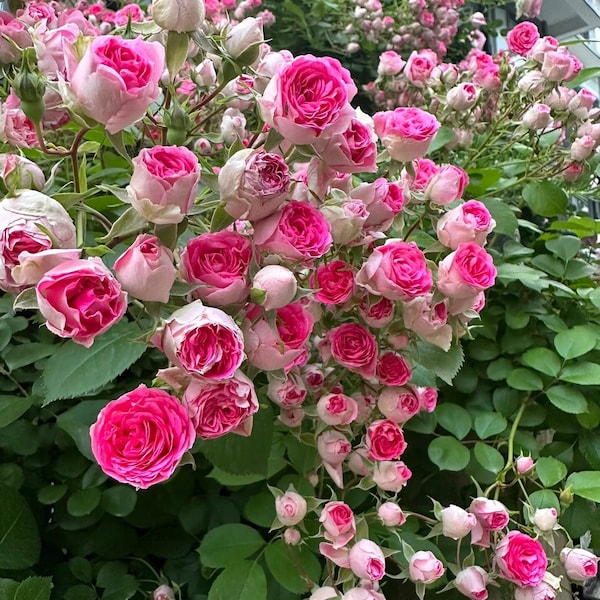 2ft Climbing Rose{Rouge|ルージュ} 胭脂扣|Award-winning |Flowering Machine| Strong adaptability| Strong Disease Resistance| Heat & Drought-Resistan