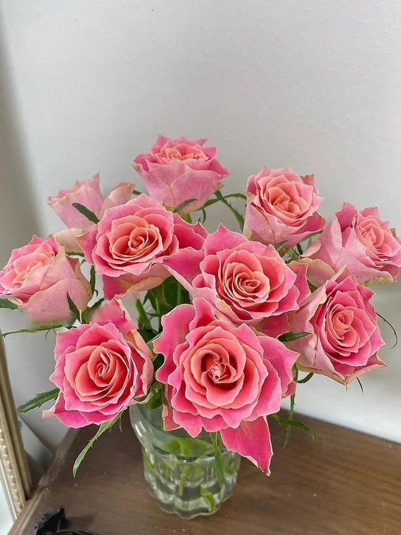 Rose【japanese Tale| Nirpjata】 -1.5 Gal + Ownroot Live Plant