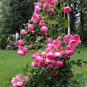 Climbing Rosa“Pomponella” - 1 Gal OwnRoot Bare Root｜Heat Resistance｜Excellent Resistance| 艾拉绒球| Bubblegum Color| つるバラ| Easy to Grow