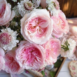 Wedding Rose -【Pink & Cream】Rare Cutting Rose|  |キーラ｜1.5 Gal OwnRoot| Long flowering period| Heat Tolerant| Strong Upright |  키라