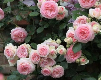 Rosa trepadora 【Eden】 - 1 galón + planta viva - "La rosa favorita del mundo (Pierre de Ronsard, Meiviolin) Flores completamente dobles / Planta viva / Atractiva