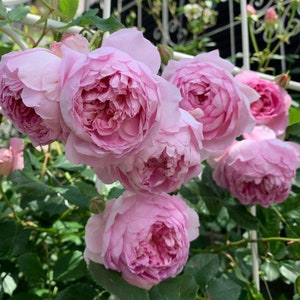 Climbing Rose【 Freedom ｜自由な精神】- 5 Gal/ 2ft OwnRoot ｜