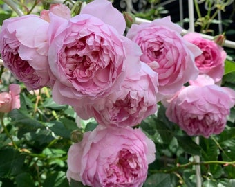 Climbing Rose【 Freedom ｜自由な精神】- 5 Gal/ 2ft OwnRoot ｜Libertas |