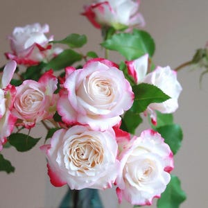 Rose【Chun Feng| 椿风｜Camellia Breeze】- 1Gal LivePlant| 2021 New Variety| Everbloomer| Heat Resistant| 天狼| Redolent| Strong Growth| Floribunda