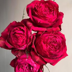 May include: A bouquet of vibrant red roses. The fully bloomed flowers have multiple layers of petals, creating a lush, textured appearance. The roses are a deep crimson color with some darker shading on the outer petals. The stems and leaves are not visible.