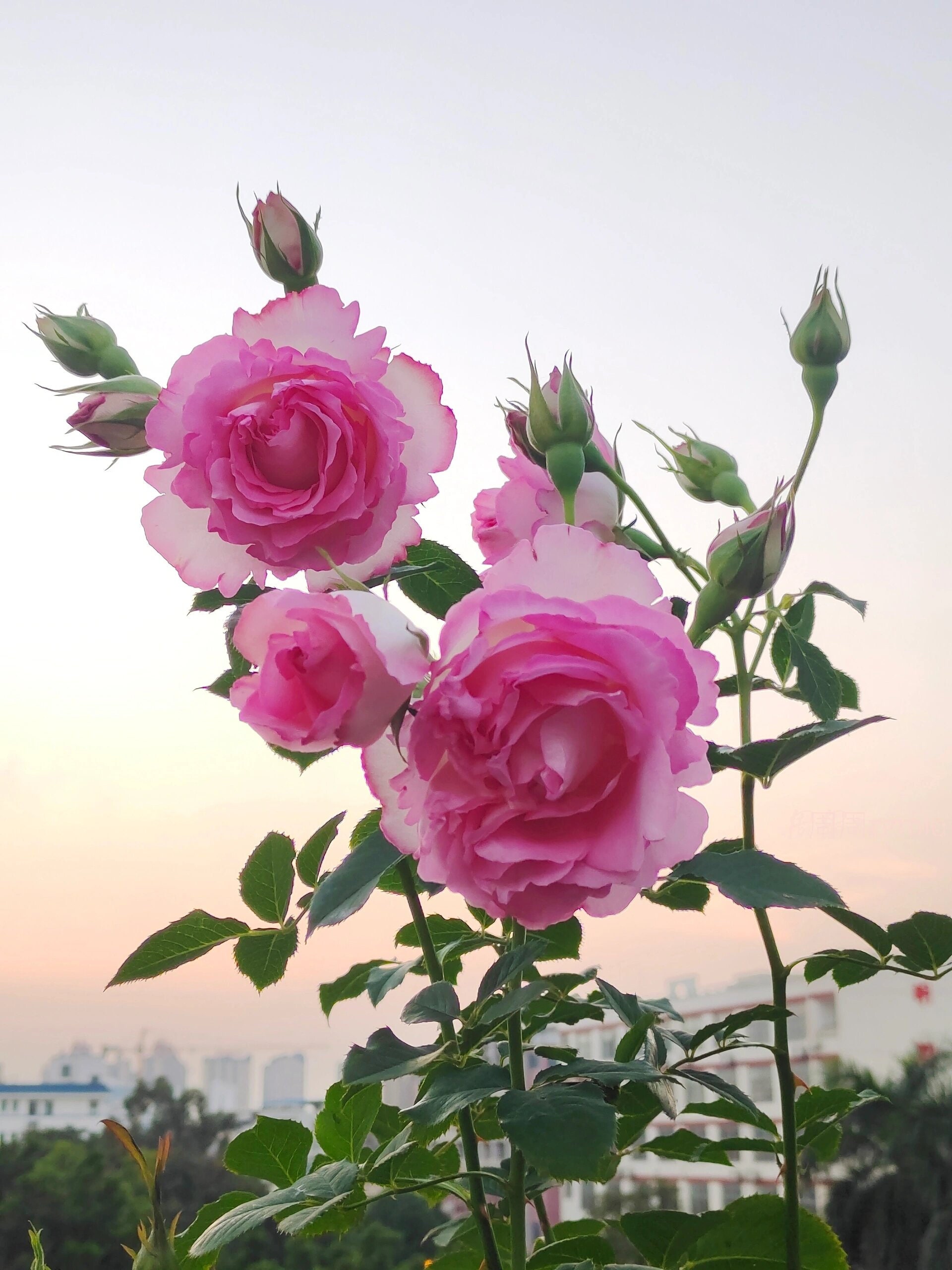 Rose【rien Rose| リアン・ローズ| 絆 】-2 Gal Ownroot Liveplant