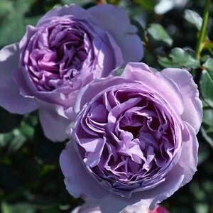 Rose【Lilas|リラ】- OwnRoot LivePlant|  Perfect Rare Japanese Rosa 丽拉| Takunori Kimura木村卓功 New Varieties 2021| Heat Resistant| Intense Fragrance