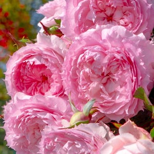 Rose【Misty Moon｜Rong Rong Yue】-1.5 Gal OwnRoot LivePlant｜溶溶月｜TianLang  New Variety 2022｜Heat Resistant| Redolent| Floribunda Rosa| Balcony