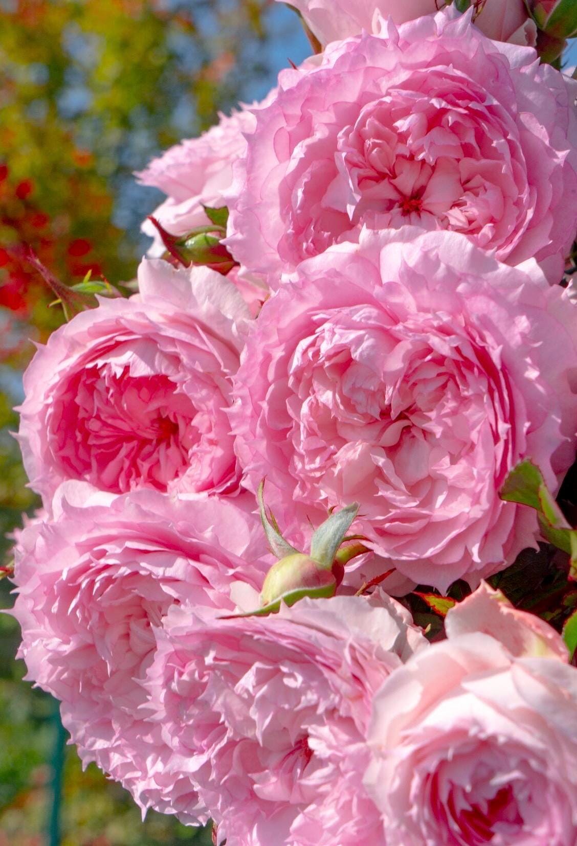 Rose【Misty Moon｜Rong Rong Yue】-1.5 Gal OwnRoot LivePlant｜溶溶月｜TianLang  New Variety 2022｜Heat Resistant| Redolent| Floribunda Rosa| Balcony