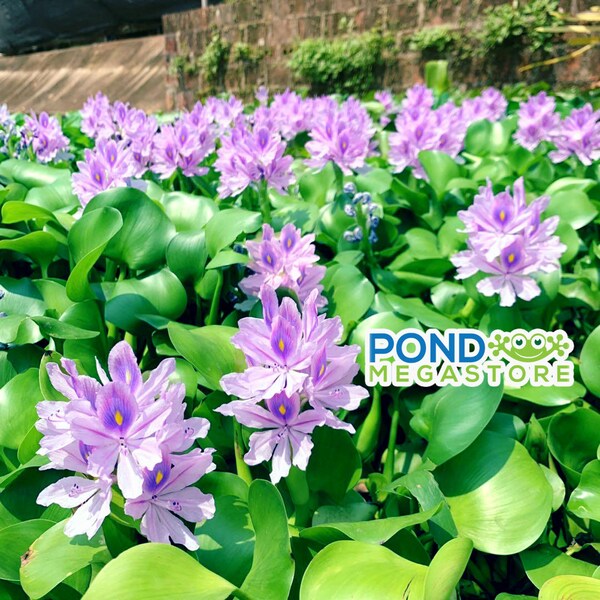 Floating on Water Etsy