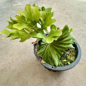 Platycerium Ridleyi Zwergpflanze Hirschhornfarn + PHYTO ZERTIFIKAT (Nordthailand Form)