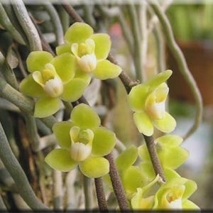 Chiloschista Viridiflava miniature fragrant orchid species BLOOM + Phyto Certificate