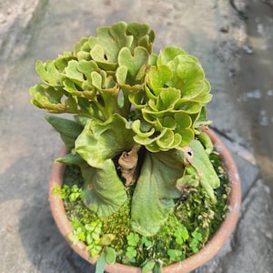Platycerium Ridleyi Zwergpflanze Hirschhornfarn + PHYTO ZERTIFIKAT (Südthailand)