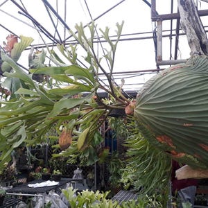Platycerium Ridleyi Pflanze Hirschhornfarn 6 &quot;Topf + PHYTO ZERTIFIKAT