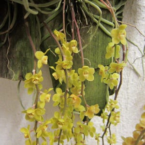 Chiloschista Parishii miniature fragrant orchid species BLOOM + Phyto Certificate