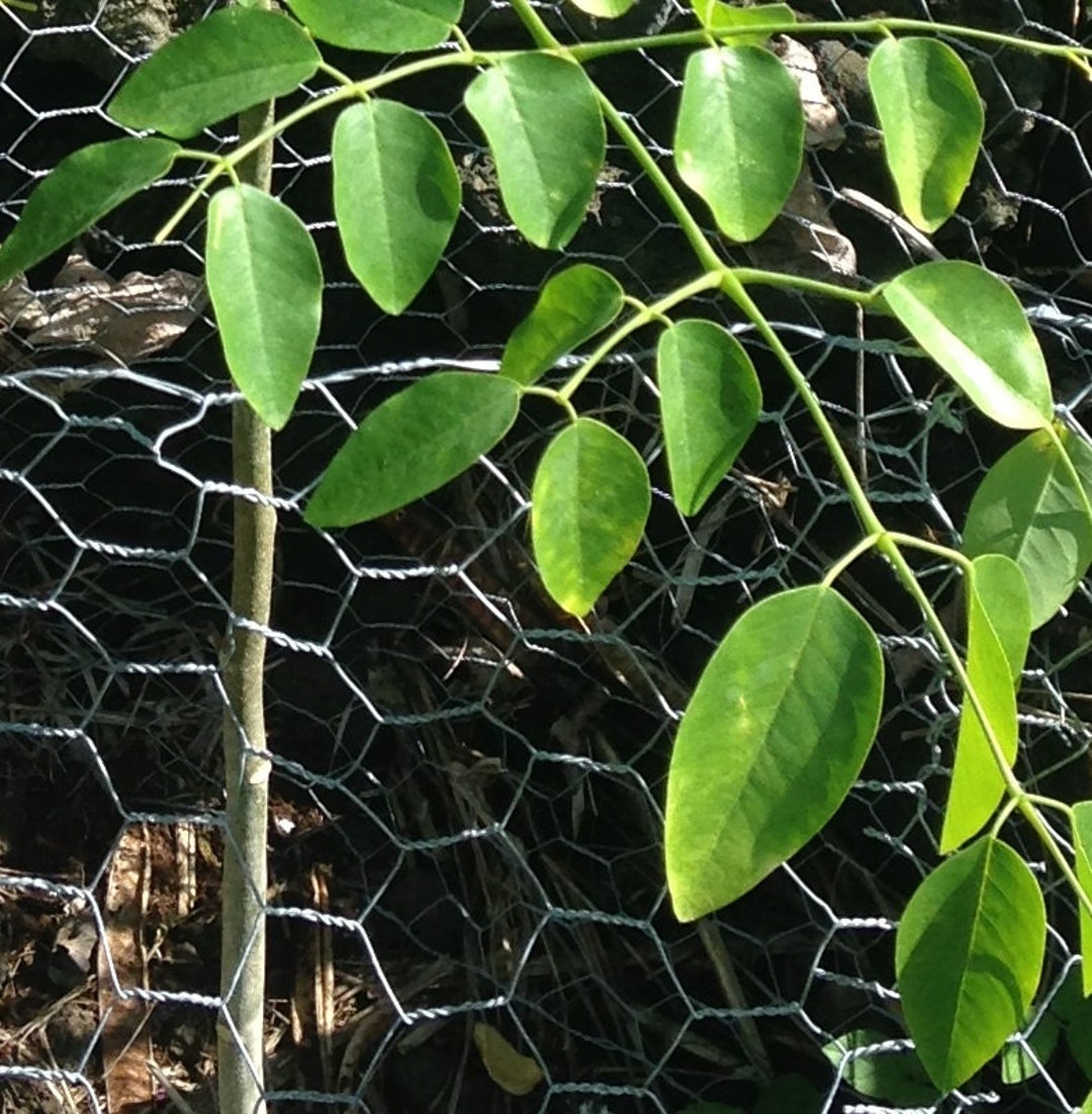 Fresh Organic Moringa Leaves Hawaii Grown african Variety picture