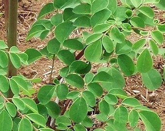 Fresh Organic Moringa Leaves Hawaii grown! (Indian variety,  M. oleifera)