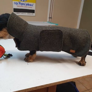 Dachshund coat made of loden