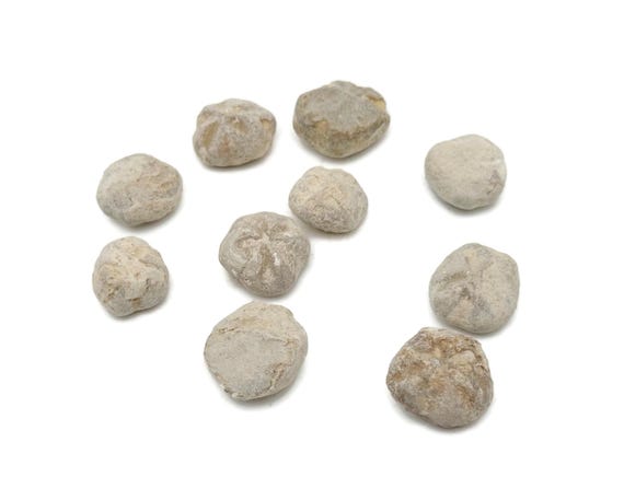 Urchin Fossil - Fossil Sea Urchin - Fossil Specimen - Collector Fossil - Great Gift for Collection - FO1033