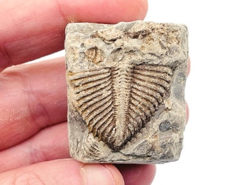 Trilobite Fossil - Ancient Fossil - Fossil Conch - Collector Fossil - Mythological Fossils - FO1004
