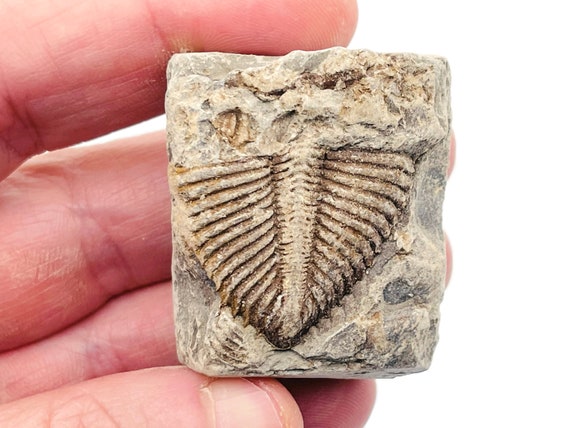 Trilobite Fossil - Ancient Fossil - Fossil Conch - Collector Fossil - Mythological Fossils - FO1004