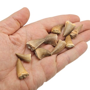 May include: A collection of fossilized shark teeth, ranging in size and shape, with a light brown color. The teeth are arranged in a hand, showcasing their natural texture and detail.