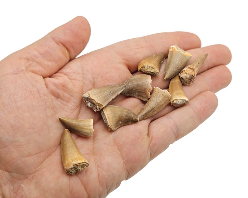 May include: A collection of fossilized shark teeth, ranging in size and shape, with a light brown color. The teeth are arranged in a hand, showcasing their natural texture and detail.