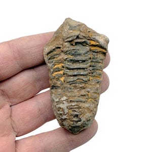 Natural Trilobite Fossils - Moroccan Trilobites - Fossilization - Paleobiology - Unpolished - Marine Fossils - Aquarium Stones - FOMIX