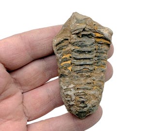 本物のホラドプス・メサクリスタタ三葉虫（化石）（母岩付き、144