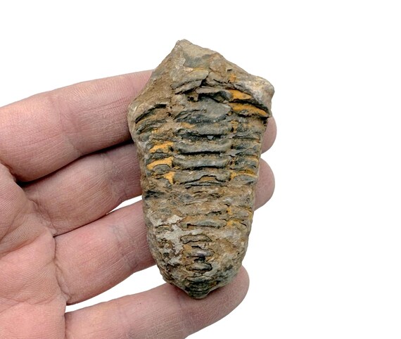 Natural Trilobite Fossils - Moroccan Trilobites - Fossilization - Paleobiology - Unpolished - Marine Fossils - Aquarium Stones - FOMIX